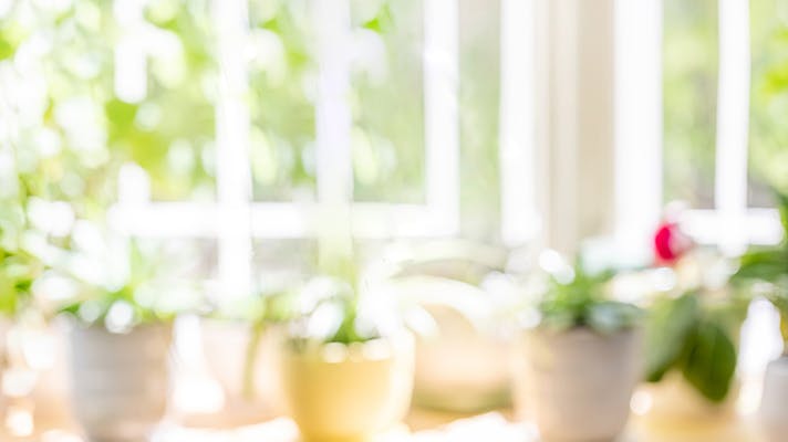 日が当たっている植物