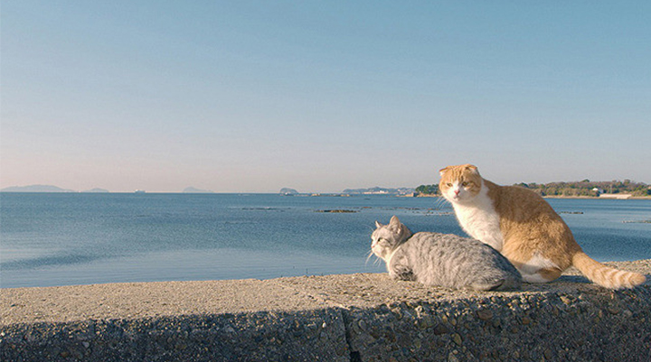 海辺の二匹の猫