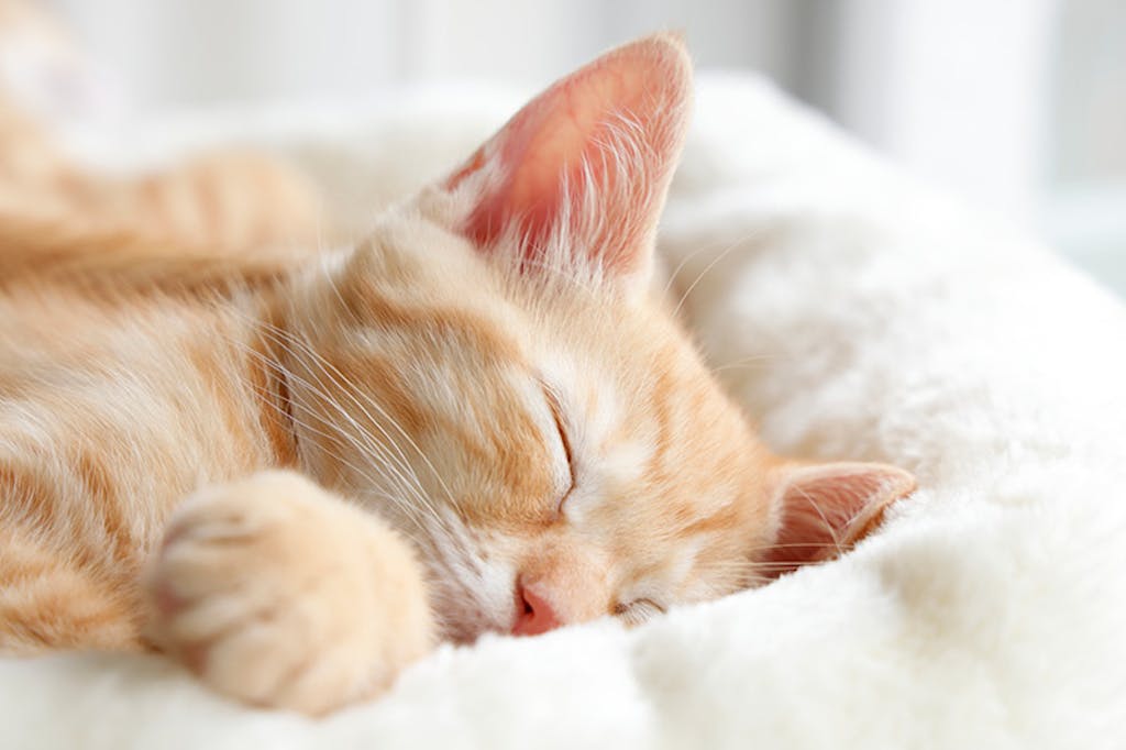 眠っている猫