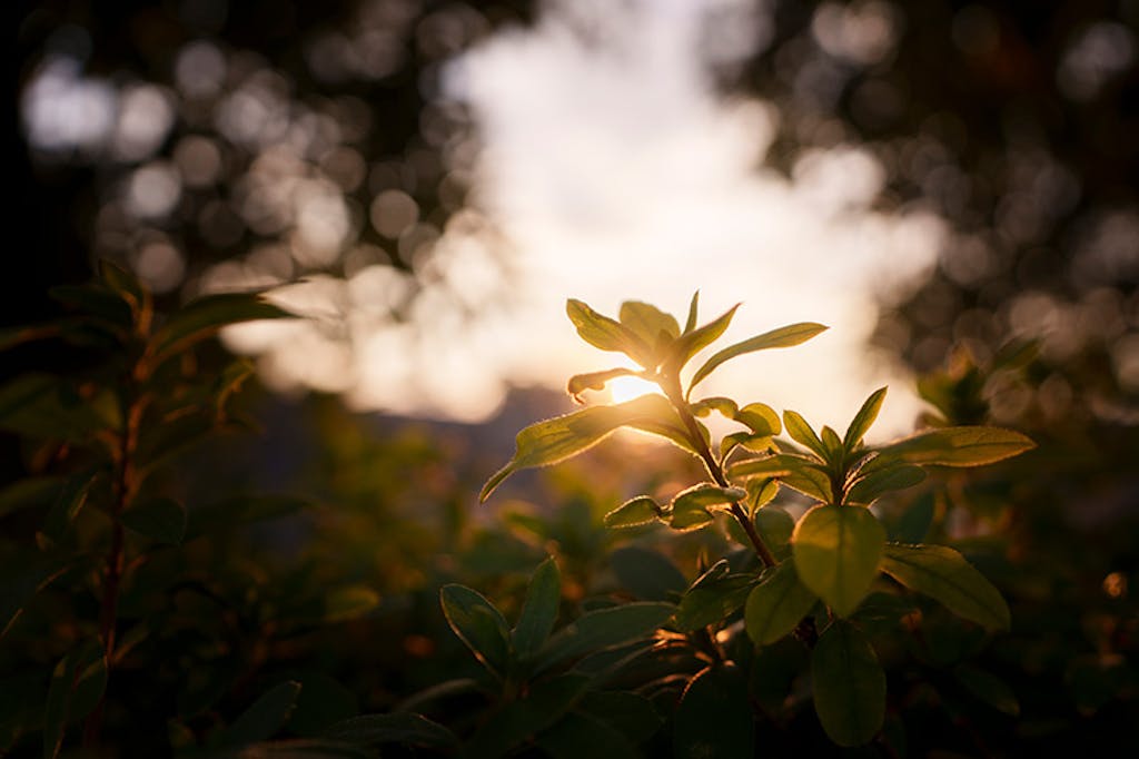 夕日に照らされる植物