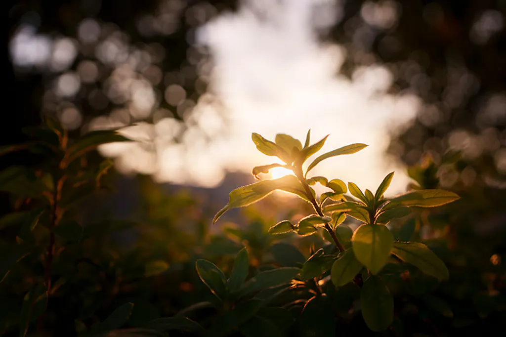 夕日に照らされる植物